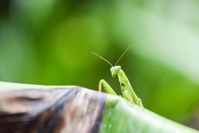 Close-up of insect on leaf