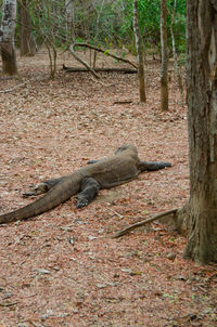 View of lizard resting on tree trunk
