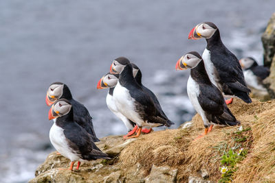 Birds perching on rock