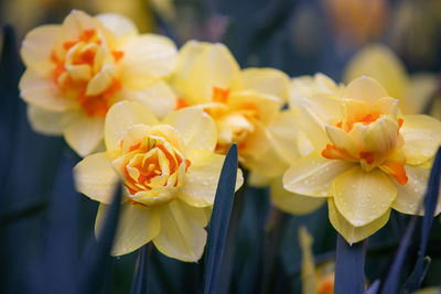 Close-up of wet yellow flowering plant