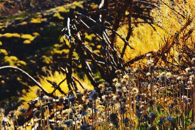 Close-up of yellow flowering plant on field