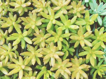 Full frame shot of fresh green plants