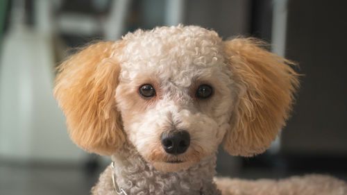 Portrait of dog