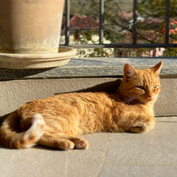 cat