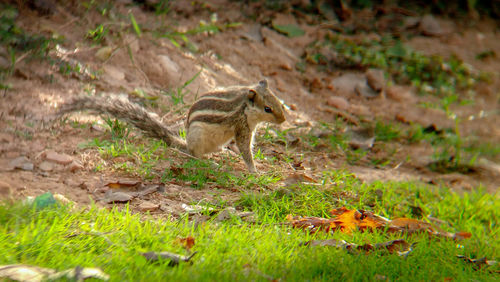 Lizard on a field