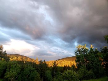 Plants growing on land against sky
