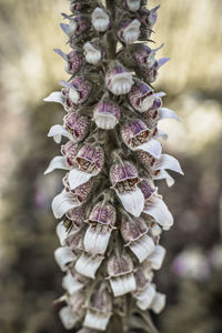 Close-up of wilted flowering plant