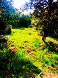 Scenic view of trees growing in forest