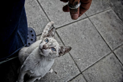 Low section of person with cat on footpath