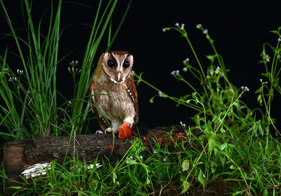 Portrait of bird perching on grass