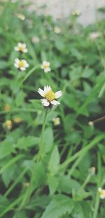 High angle view of white flowering plant on field