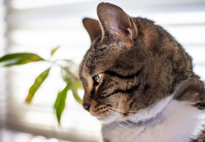 Pensive look for kitty