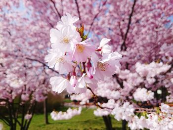 Pink flowers blooming in park