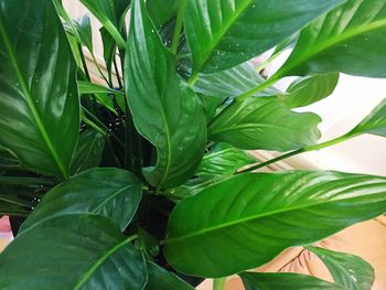 Close-up of fresh green plant