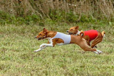 Running two basenji dogs in red and white jackets across the meadow on lure coursing competition