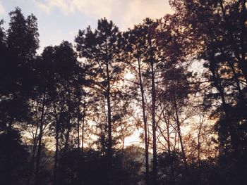 Scenic view of forest at sunset