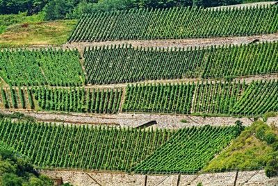 View of vineyard