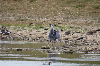 View of a young grey heron 