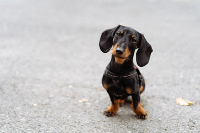 Portrait of dog on road