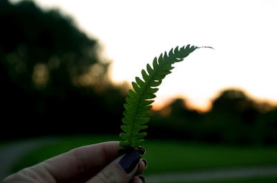 Close-up of hand holding plant