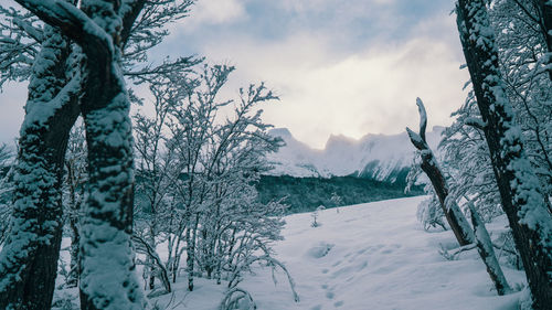 Scenic view of snow covered land and trees against sky