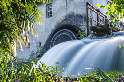 Plants growing by water