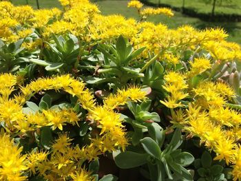 Close-up of yellow flowers