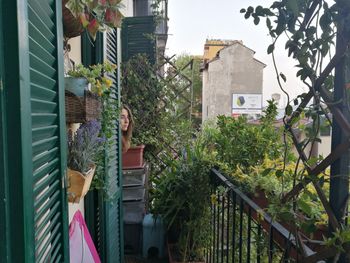 Trees and plants growing outside house