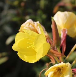 Close-up of yellow flower