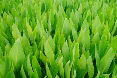 Full frame shot of fresh green field