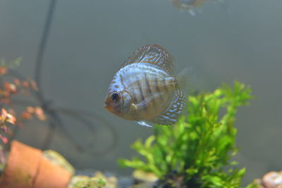 Close-up of fish swimming in sea