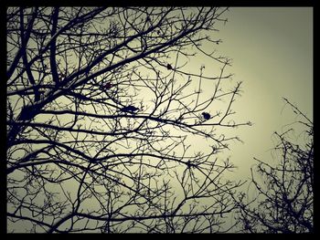 Low angle view of bare trees against sky