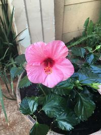 Close-up of pink flower