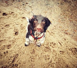 Portrait of dog on beach