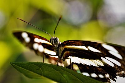 Close-up of butterfly on leaf