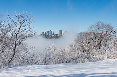 Snow covered trees and cityscape against clear sky