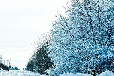 Snow covered bare trees against clear sky