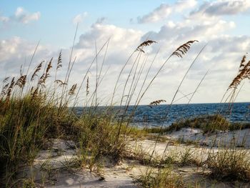 Scenic view of beach against sky