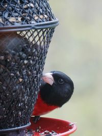 Close-up of bird in basket