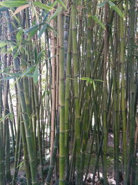 Plants growing on tree trunk