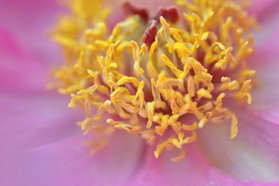 Close-up of pink flower