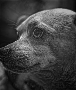 Close-up of dog looking away