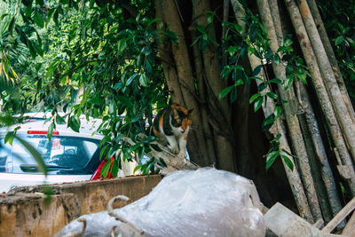 View of a cat on tree trunk