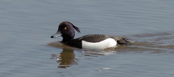 Duck swimming in lake