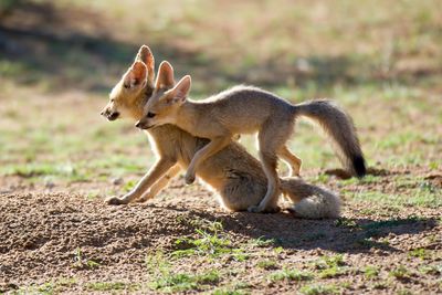 Close-up of desert foxes