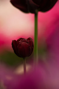 Close-up of pink rose tulip