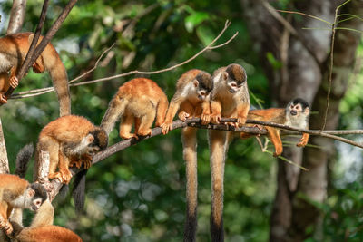 Troop of squirrel monkeys on tree branch in costa rica