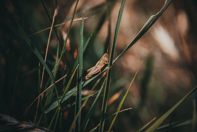 Grasshopper on grass