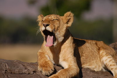 Lazy young lion living in masai mara, kenya