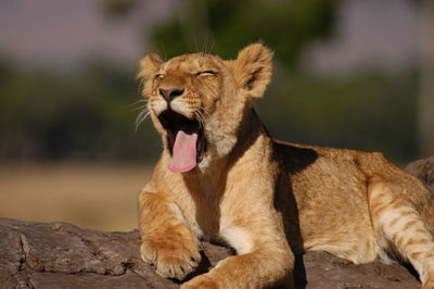 Full length of a cat yawning